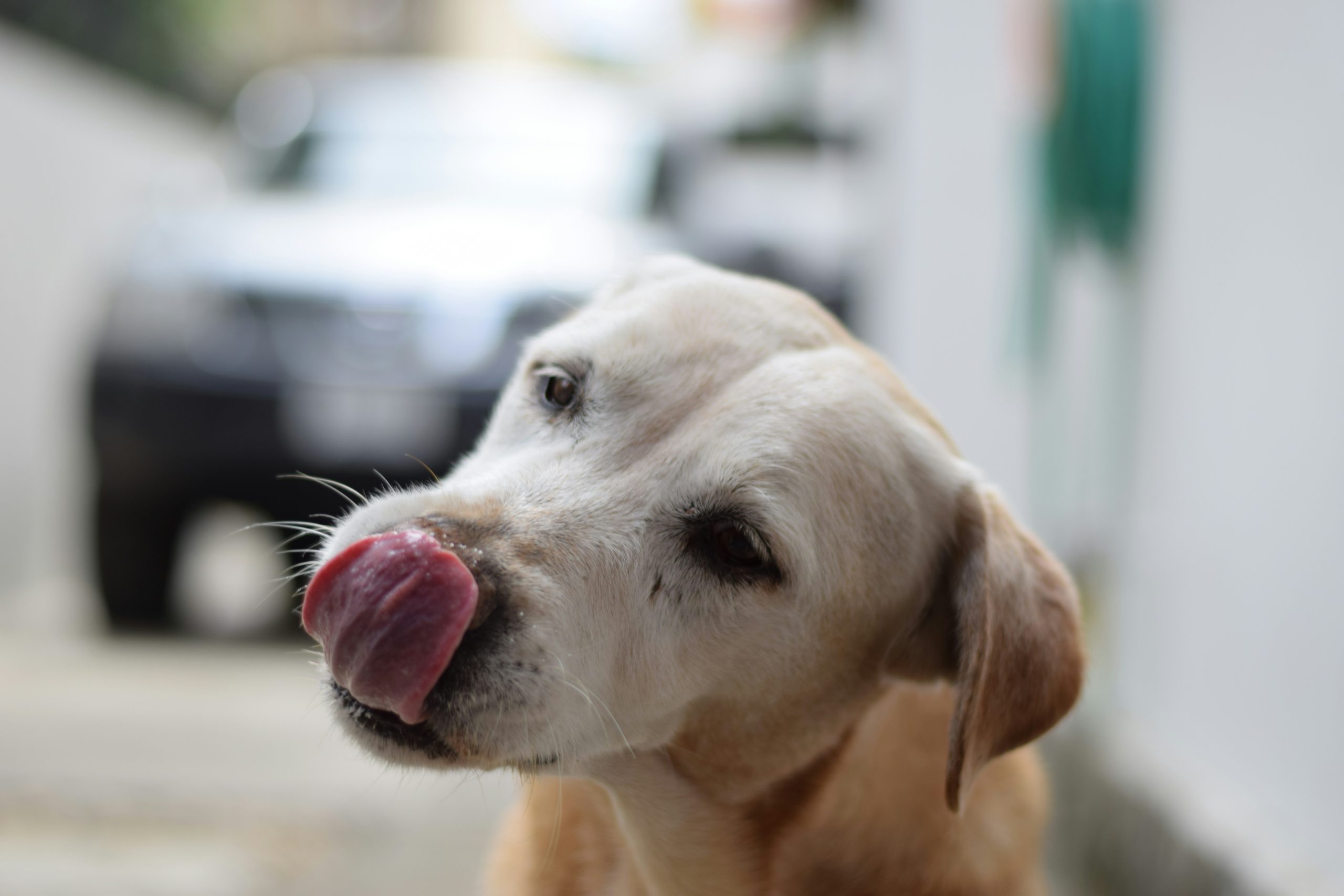 foderautomat til hund